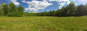 A meadow on a bright day