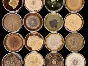 A sampling of nine molds in petri dishes from Christina Fisher's research