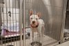 A white dog stands inside a kennel