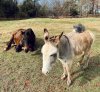 A donkey stands and a horse lays down outside