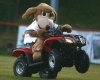 Joby Giacalone wears a dog mascot costume while riding a four wheeler outside